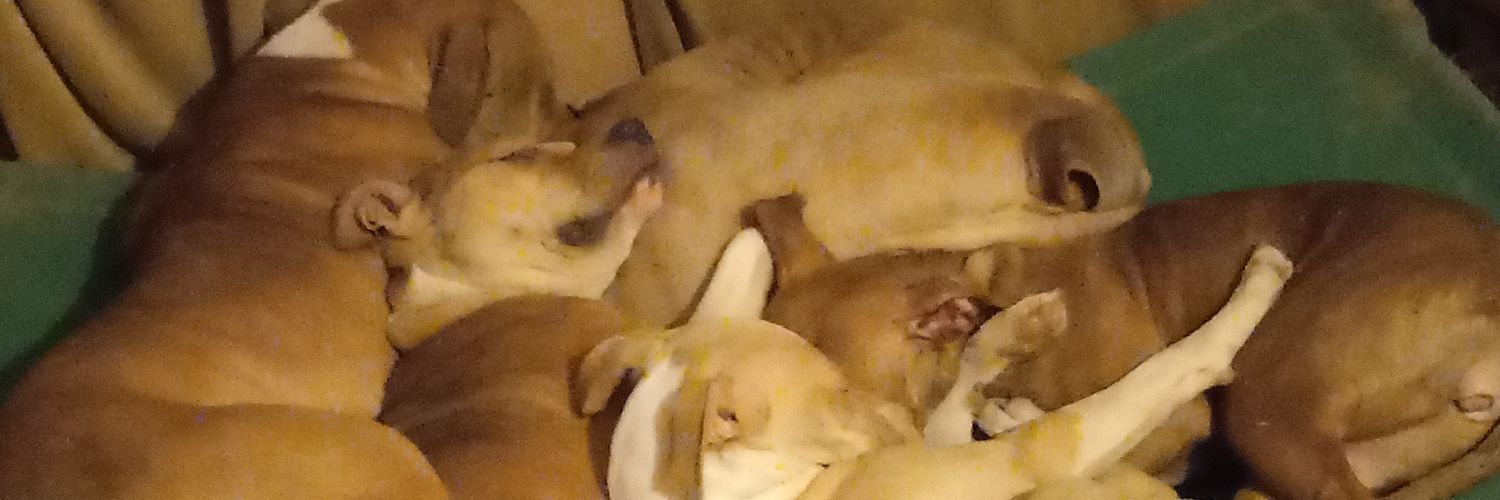 Riccardo al Detroitti banner