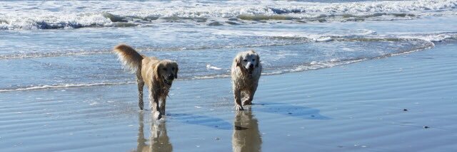 Goldens4EVR's profile banner image