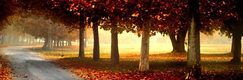 FranGF96's profile banner image