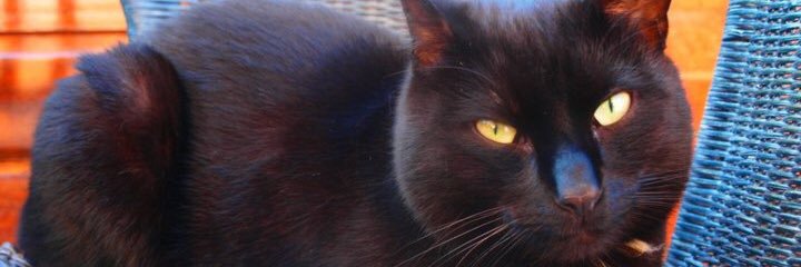 WitchyKate's profile banner image
