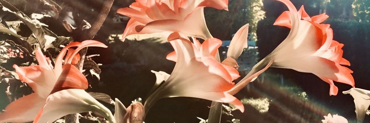 ⊹ banner
