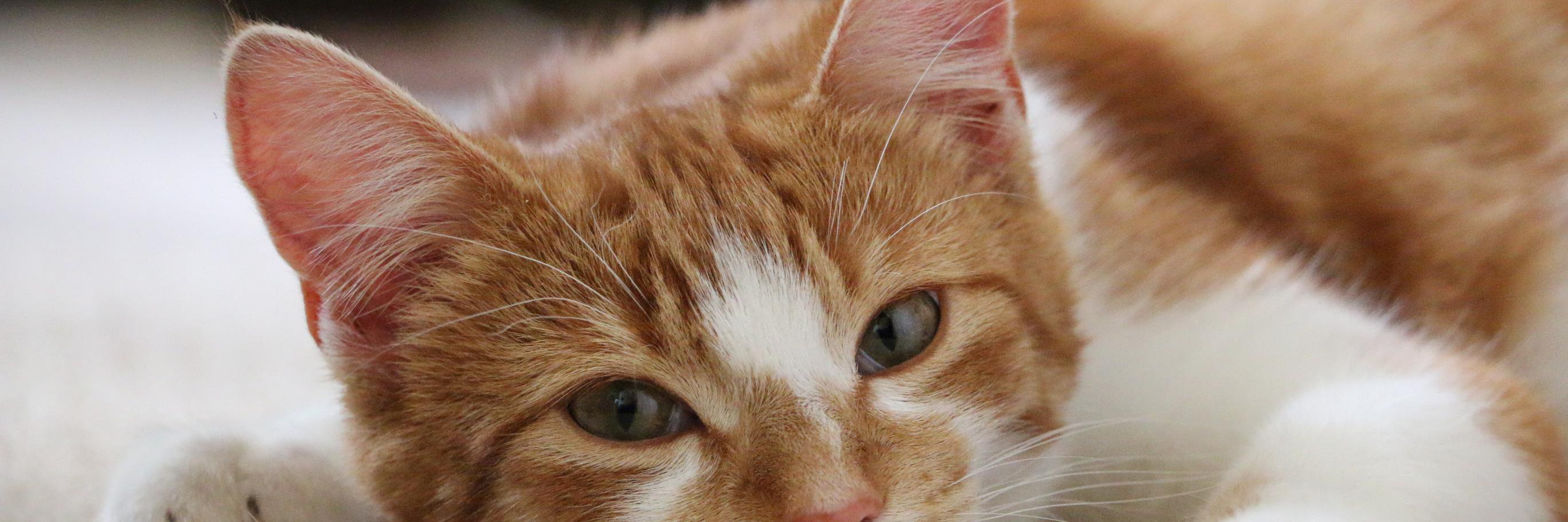 madmazzy's profile banner image