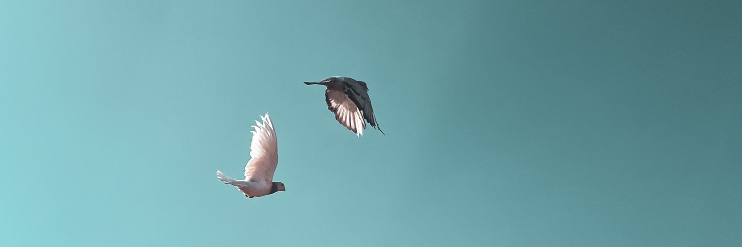 N__15's profile banner image