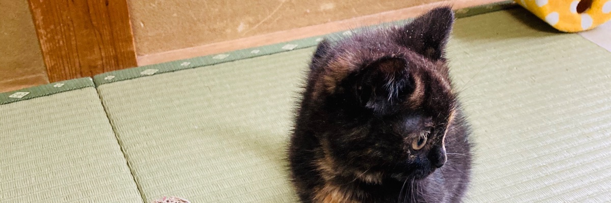 sleeeeepin2's profile banner image