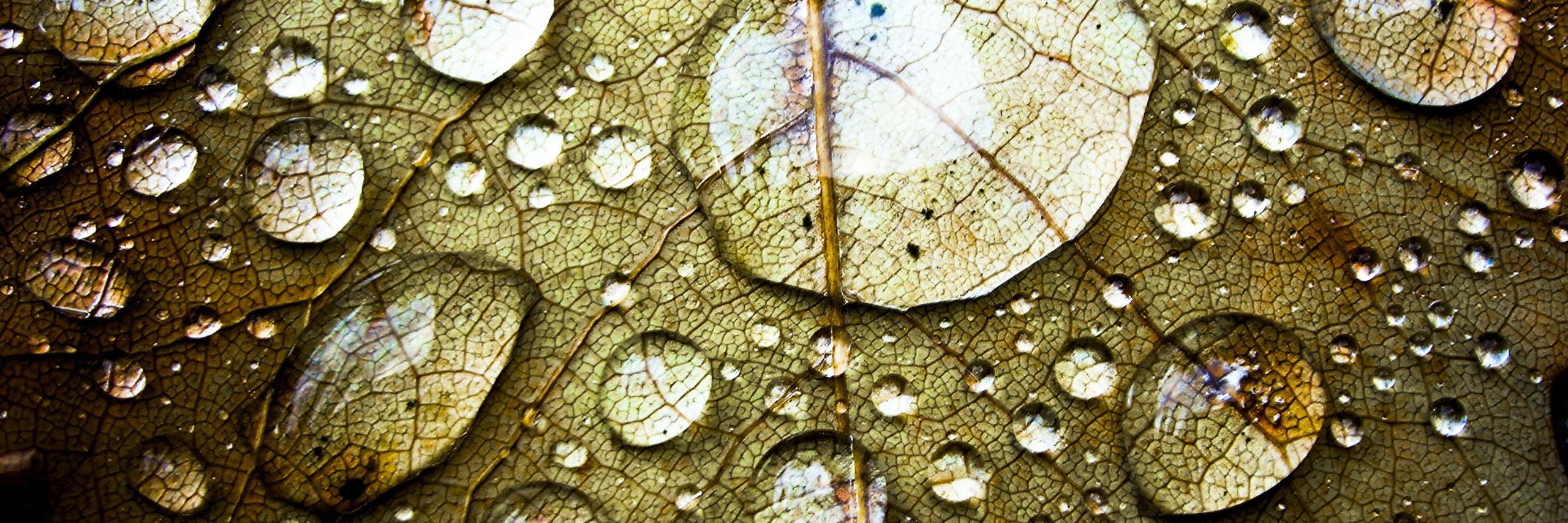 gal_costa's profile banner image