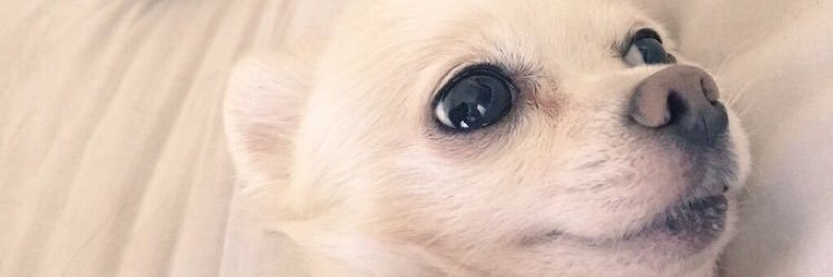 MandarinParrot's profile banner image