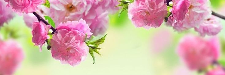 Gerda janssen 🇳🇱🦋🇳🇱🦋 banner