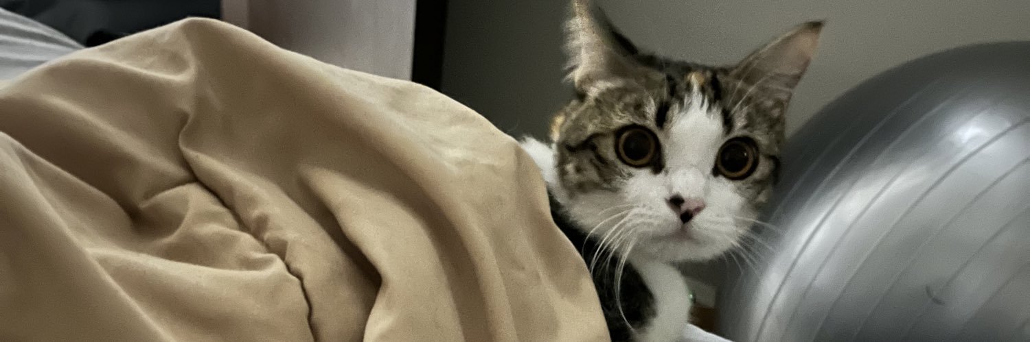 Mamimol🐱 banner