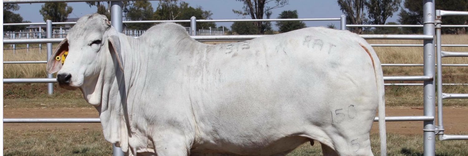 RATBrahmans's profile banner image