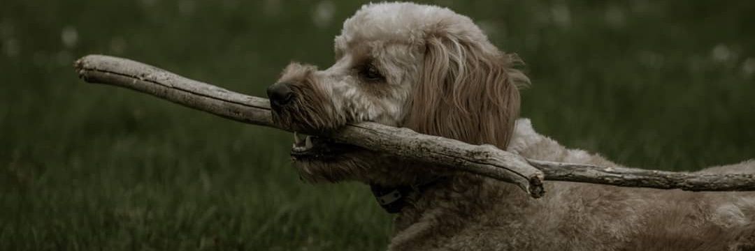 NicholasRood's profile banner image
