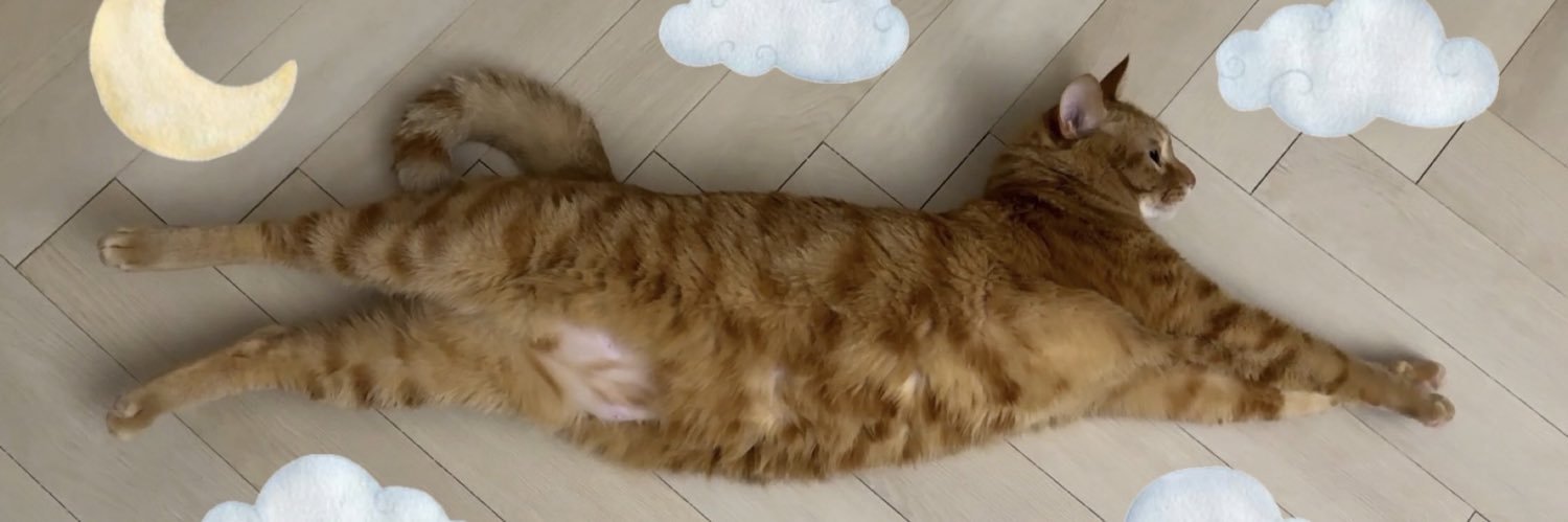 고양이 고도와 트찰라의 가족 찾는 김아람 banner