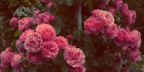 Amberrr_x's profile banner image