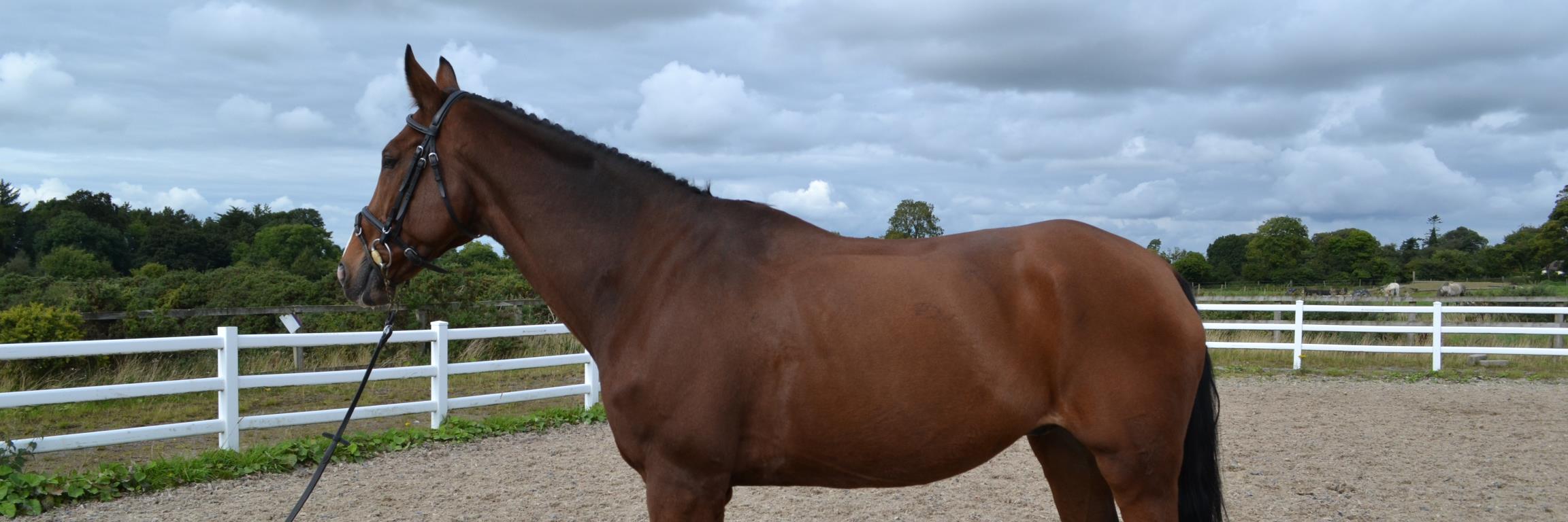 Steph Corcoran banner