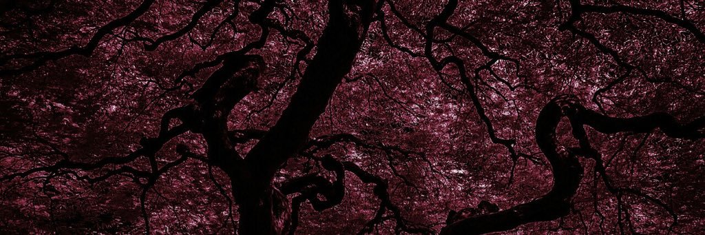 onlyadelaide1's profile banner image