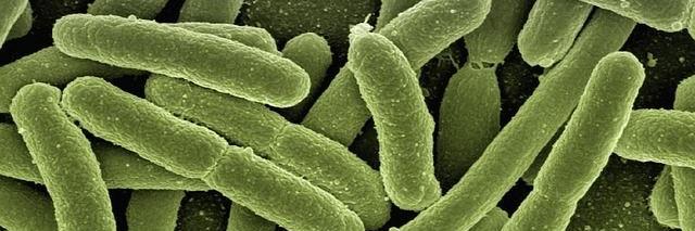 FoodSafetyChef's profile banner image
