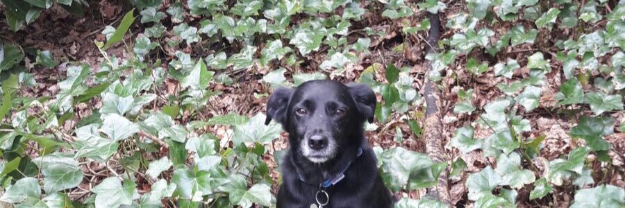 charlottemcn's profile banner image