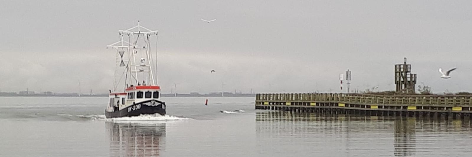 albert romkes banner