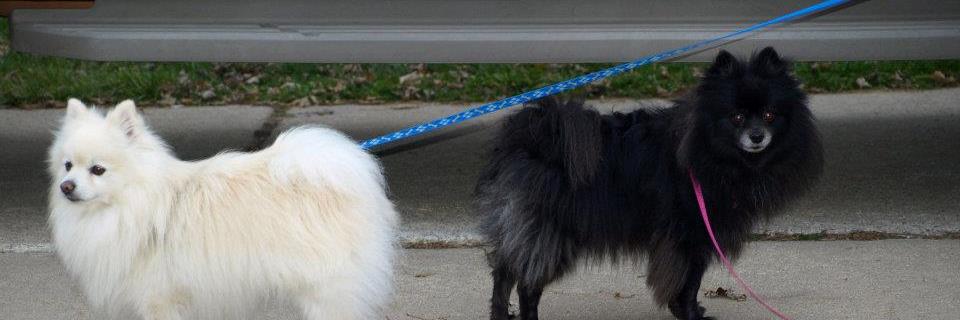 theonlypegster's profile banner image