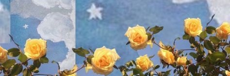 fran banner