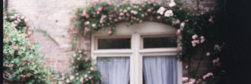 Cerine Rain banner