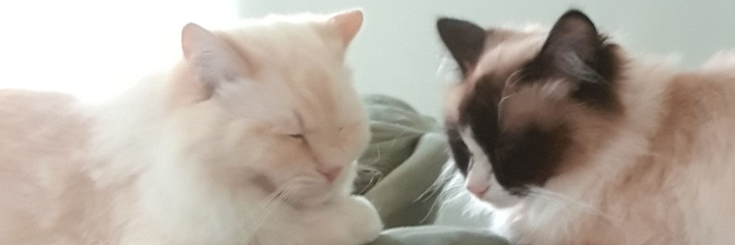 MJRayz's profile banner image