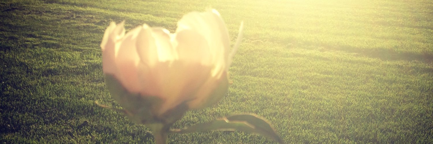 merrsaunders's profile banner image