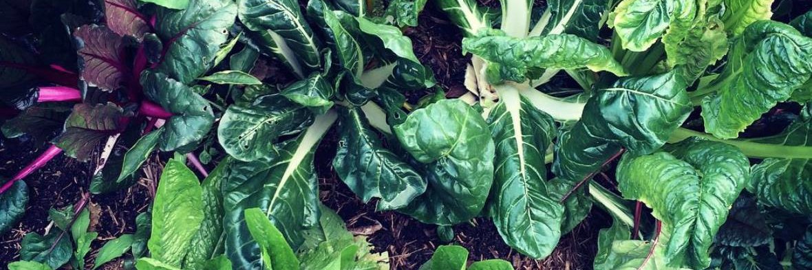 Dr Amelia Harray banner