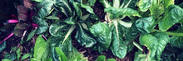 ameliaharray Profile Banner