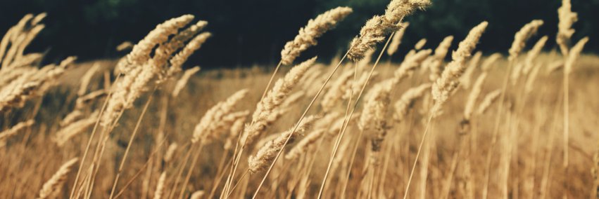 FargetteMargot's profile banner image
