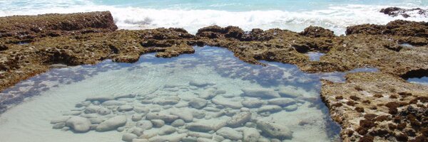 cathyrode Profile Banner