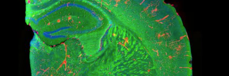 CellImageLibrar's profile banner image