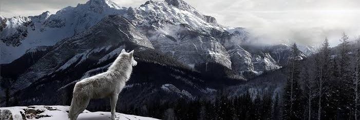 mwtahir's profile banner image