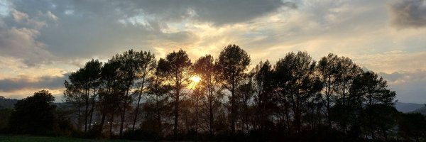 DalmauColl Profile Banner