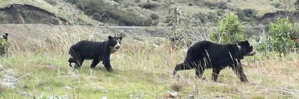 dsprocel Profile Banner