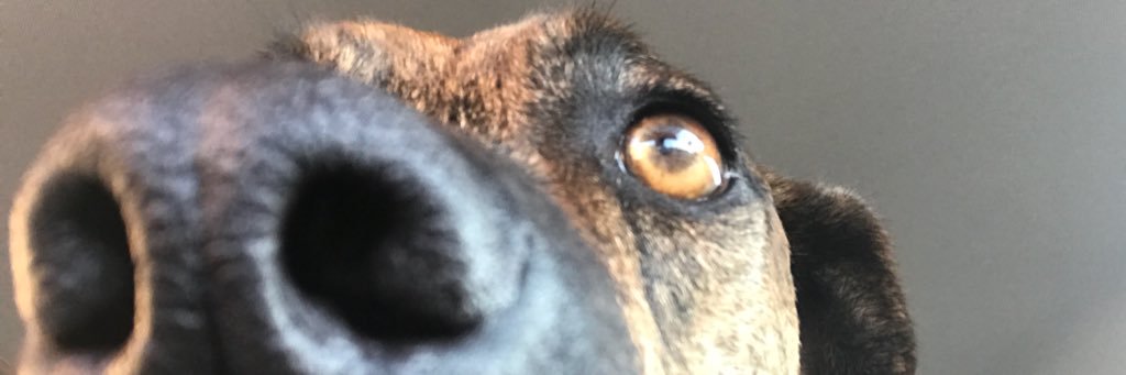 EleniVega's profile banner image