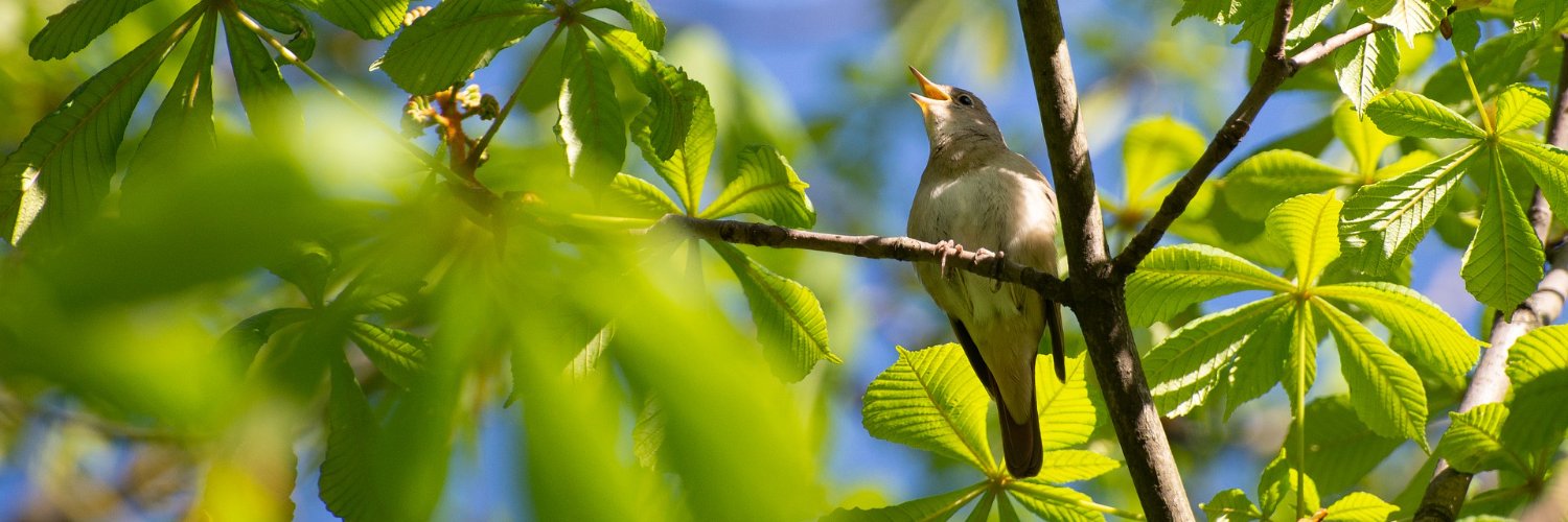 Jessica Russell banner