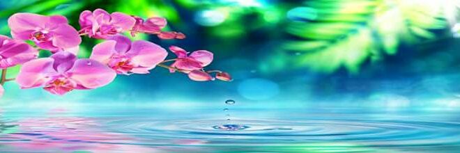 lorrain_scott's profile banner image