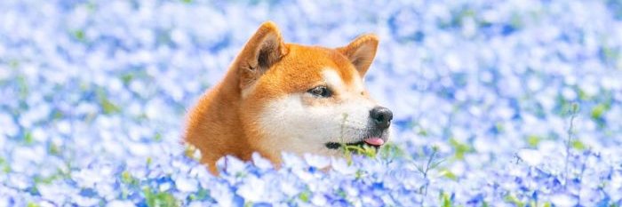 Psychoduck_s's profile banner image
