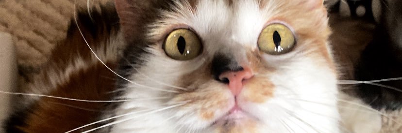 sash_spice's profile banner image