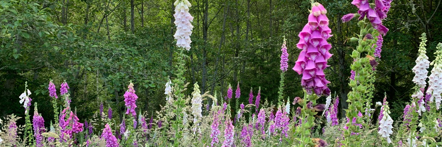 Hillary Sobeck banner