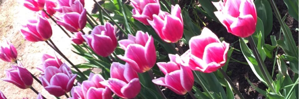 Naomi_Flower's profile banner image
