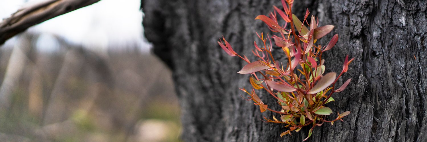 Commissioner for Sustainability & Environment, ACT banner