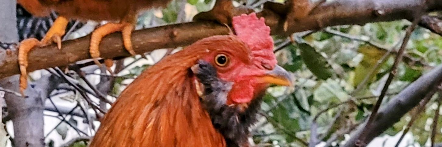 Dxx_Mongo's profile banner image