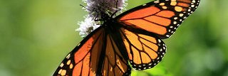marlisamin's profile banner image