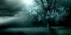 Sam Hanny banner