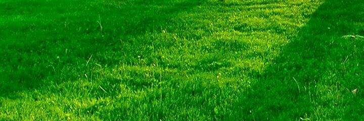 litoncox006's profile banner image