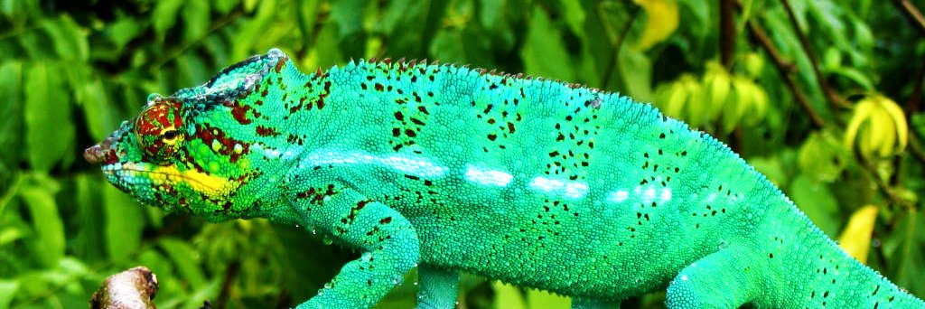 ParksMadagascar's profile banner image