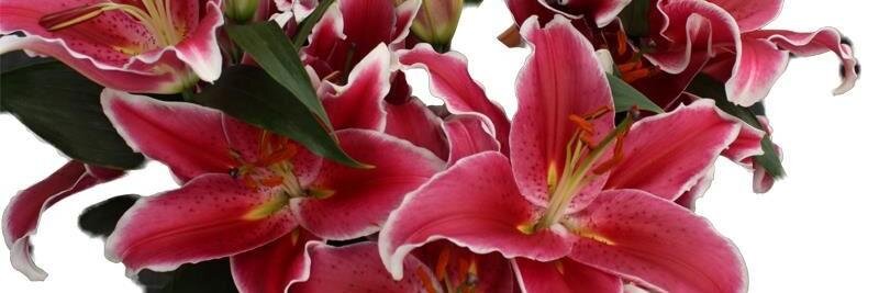 BotFlowerbulbs's profile banner image