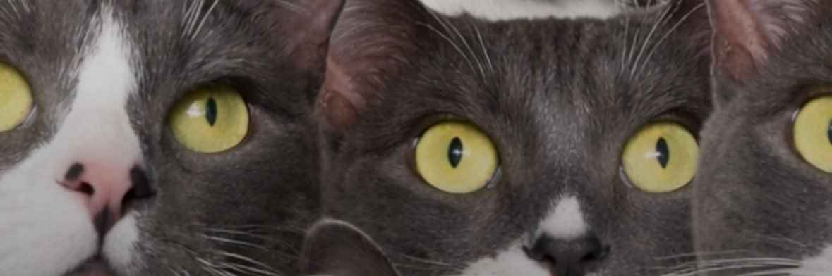 tihribas's profile banner image