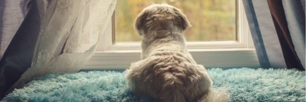 Diamond Pet Supplies banner